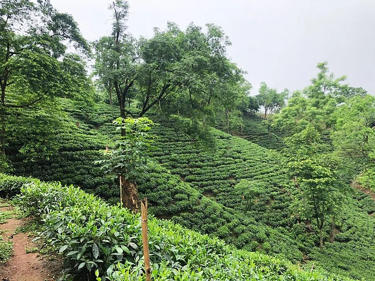 Amchong Tea Graden - Amchong Tea