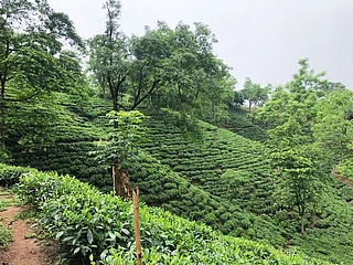 Amchong Tea : Amchong Tea Graden