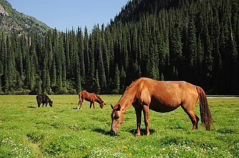 A national park in Kazakhstan