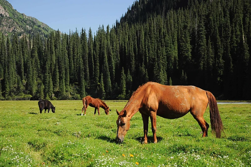 A national park in Kazakhstan