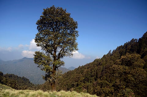 The sanctuary is known for its rugged landscape—dense oak and rhododendron forests, and high alpine meadow