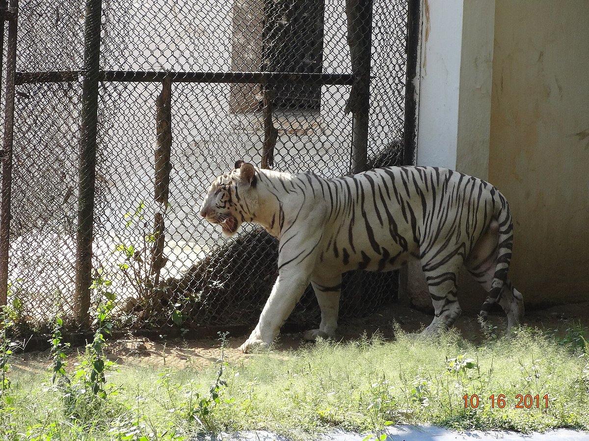 Wild animals are being kept in spaces far smaller and more controlled than anything they would choose in nature