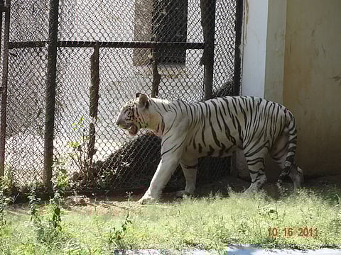 Wild animals are being kept in spaces far smaller and more controlled than anything they would choose in nature