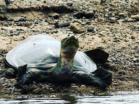 Indian Softshell Turtle