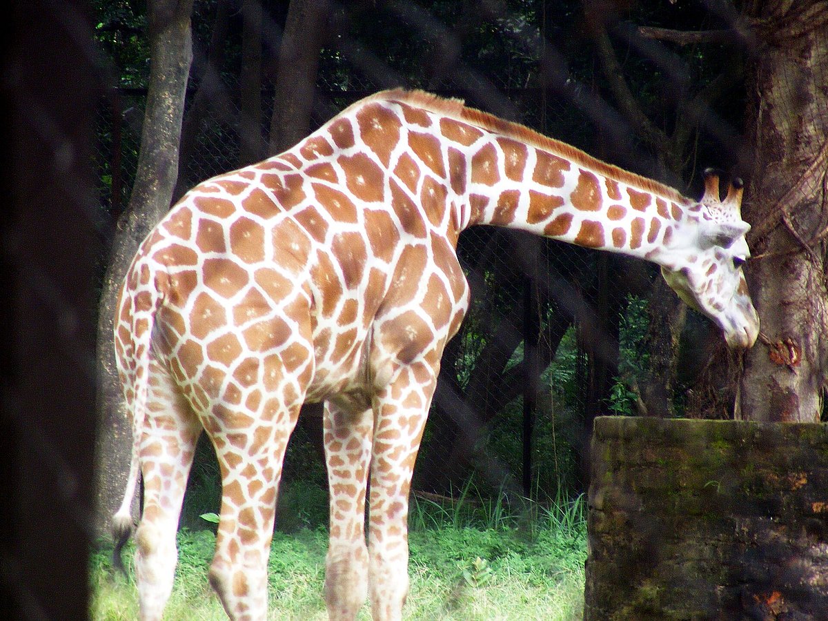 The zoo has faced  criticism about animal welfare