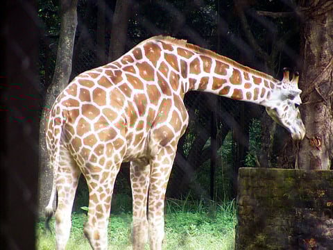 The zoo has faced  criticism about animal welfare