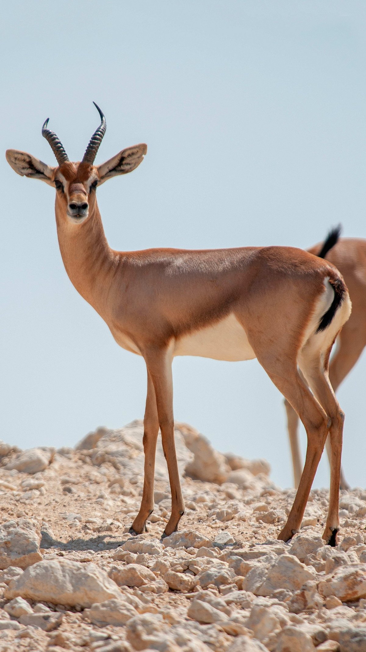 Shutterstock : Dorcas gazelle