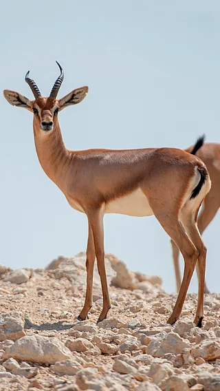 Shutterstock : Dorcas gazelle
