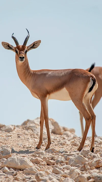 Shutterstock : Dorcas gazelle