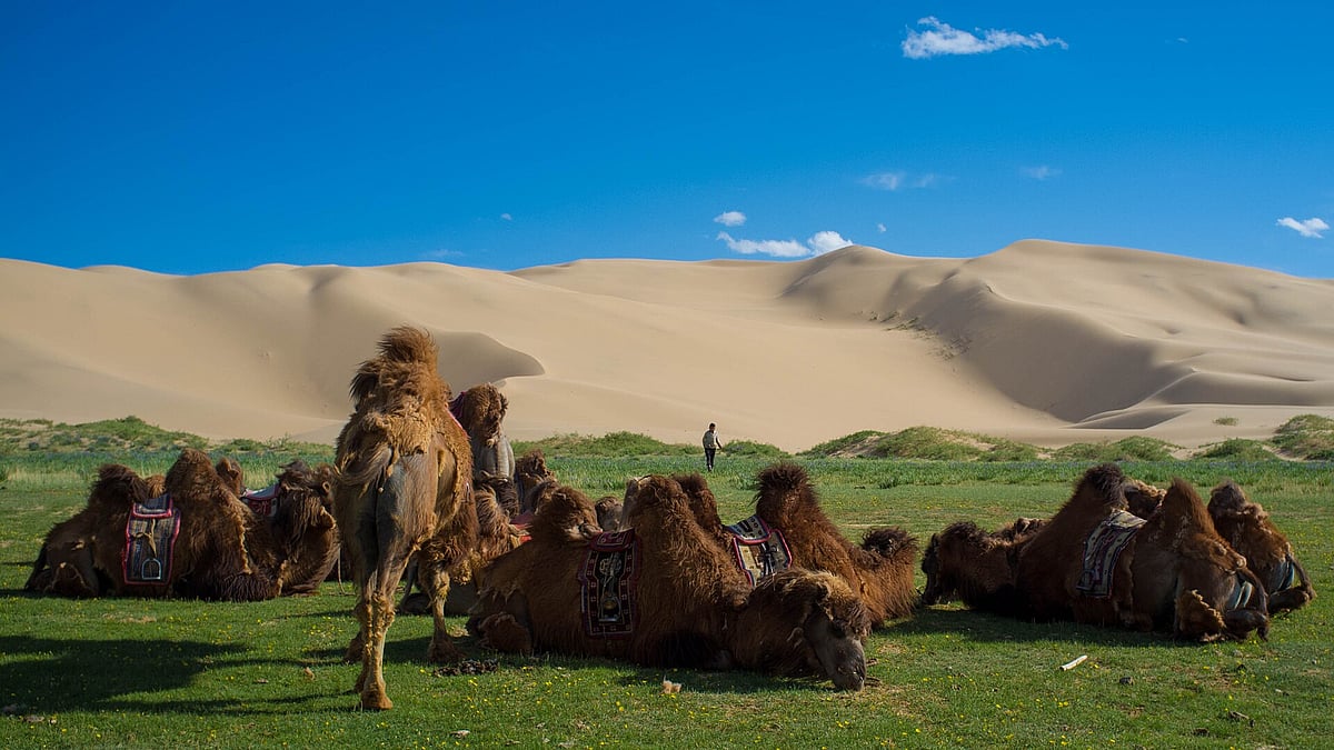 Bactrian camels by the sand dunes of Khongoryn Els, Mongolia