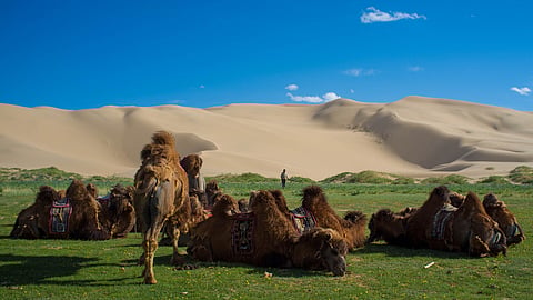 Bactrian camels by the sand dunes of Khongoryn Els, Mongolia