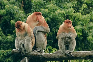 Shutterstock : Proboscis monkeys resting on a branch in Borneo’s rainforest