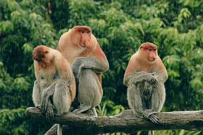 Shutterstock : Proboscis monkeys resting on a branch in Borneo’s rainforest