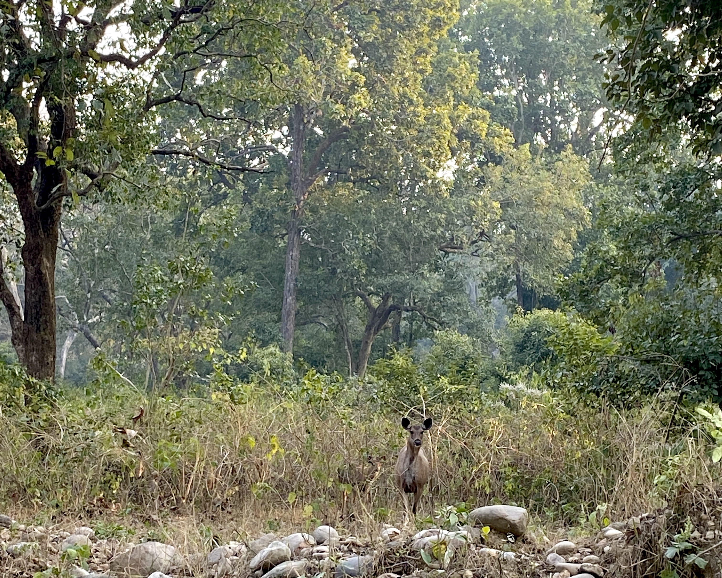 We spotted a sambar deer with its fawn inside the National Park