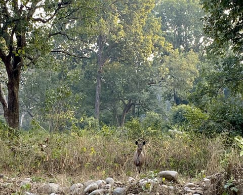 We spotted a sambar deer with it's fawn inside the National Park