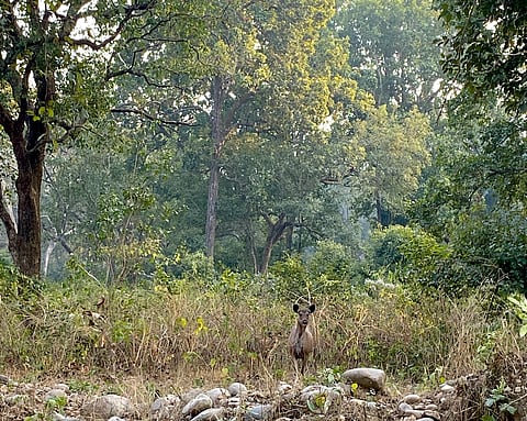 We spotted a sambar deer with it's fawn inside the National Park
