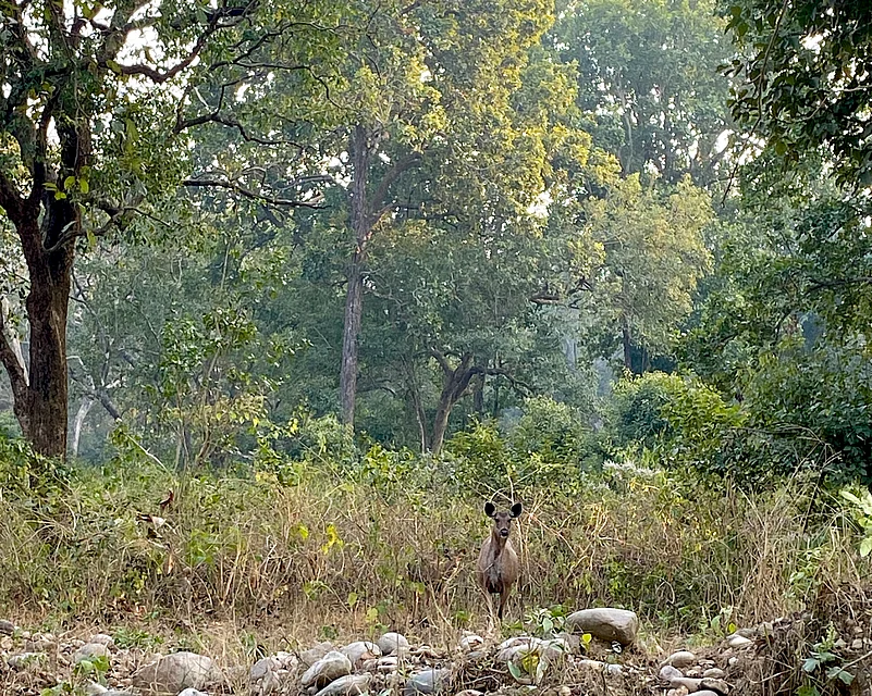 We spotted a sambar deer with its fawn inside the National Park
