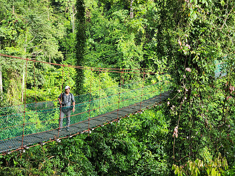Canopy walkway experience in Danum Valley rainforest