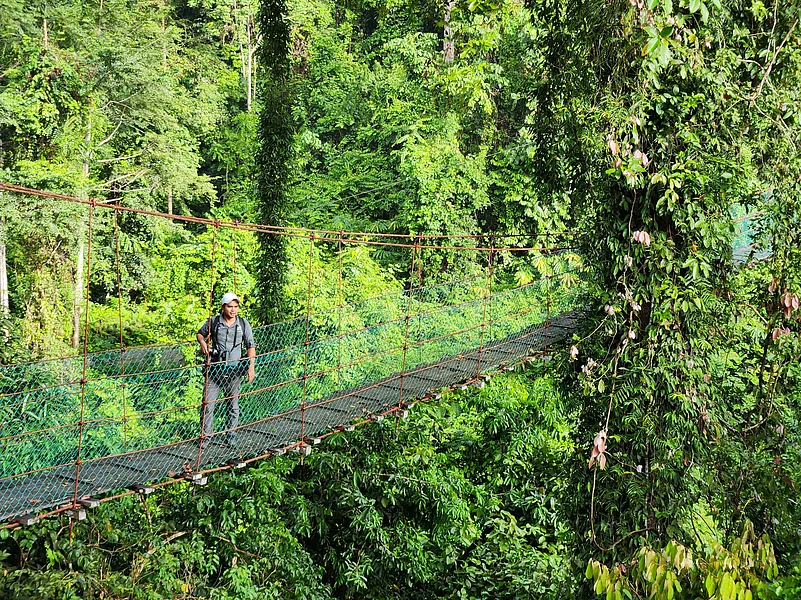 Canopy walkway experience in Danum Valley rainforest