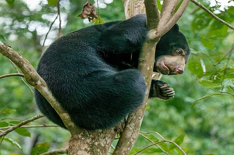 Sun bear spotted in the trees at Sepilok, Borneo