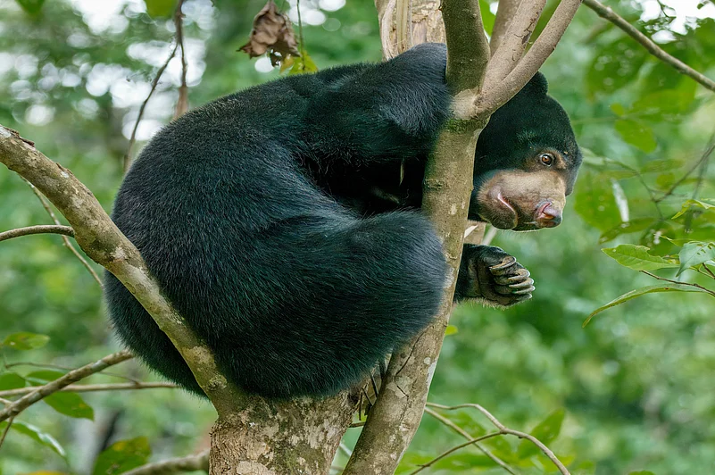Sun bear spotted in the trees at Sepilok, Borneo