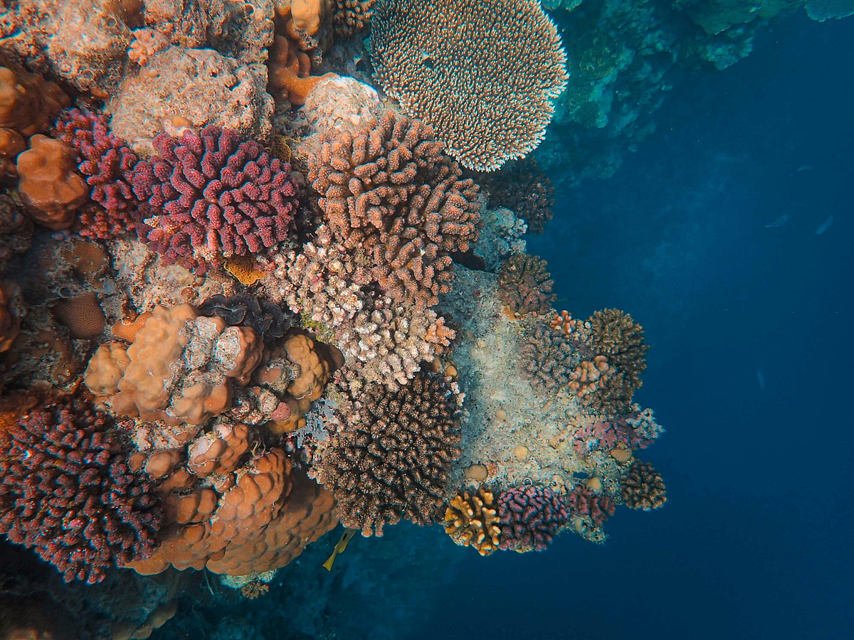 Did You Know Walls Made Of Coral Can Reveal The Age Of Colonial Buildings?