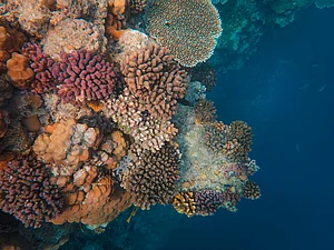 Did You Know Walls Made Of Coral Can Reveal The Age Of Colonial Buildings?