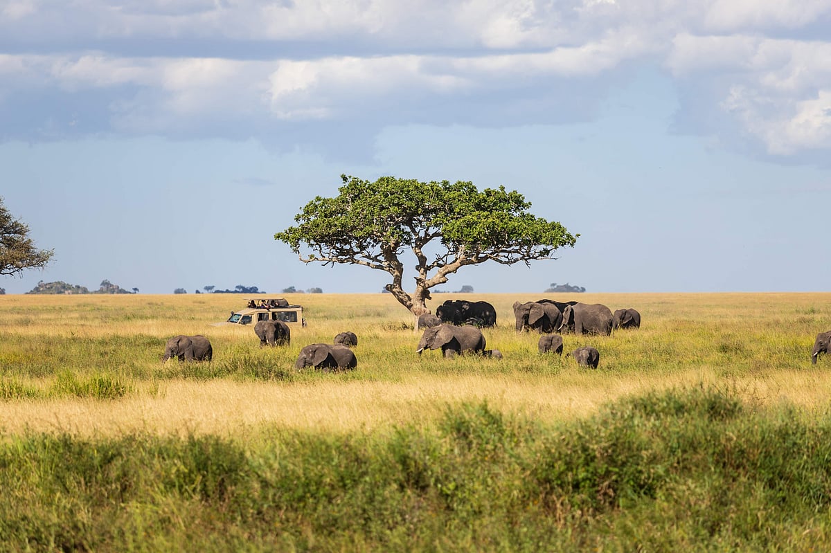 Elephants grazing in Serengeti with safari vehicle in the distance