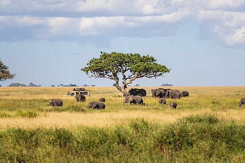 Elephants grazing in Serengeti with safari vehicle in the distance