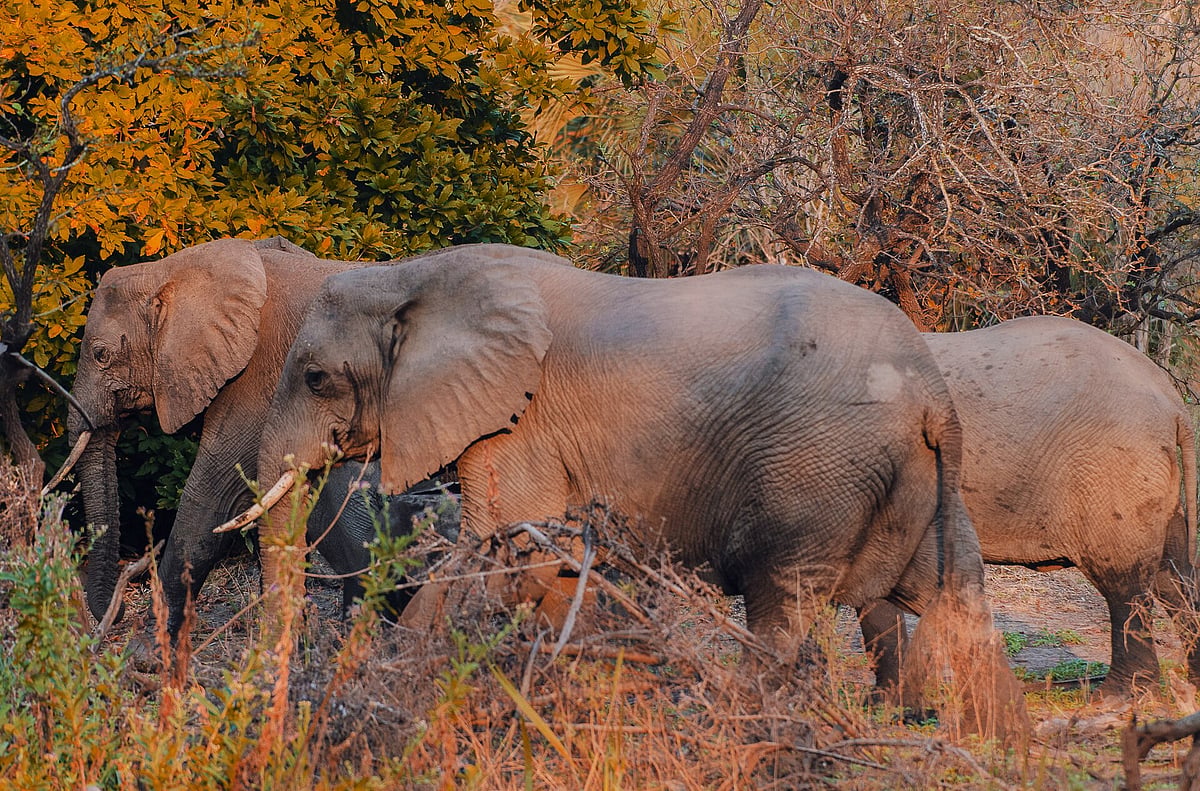 The park is a key stronghold for species such as elephants