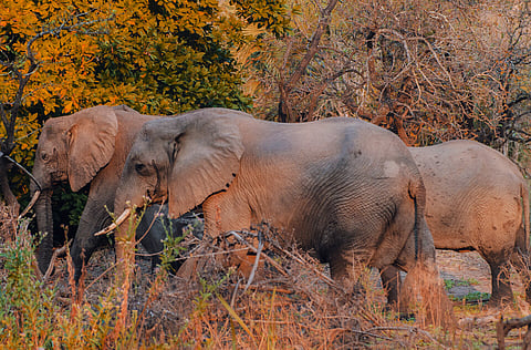 The park is a key stronghold for species such as elephants