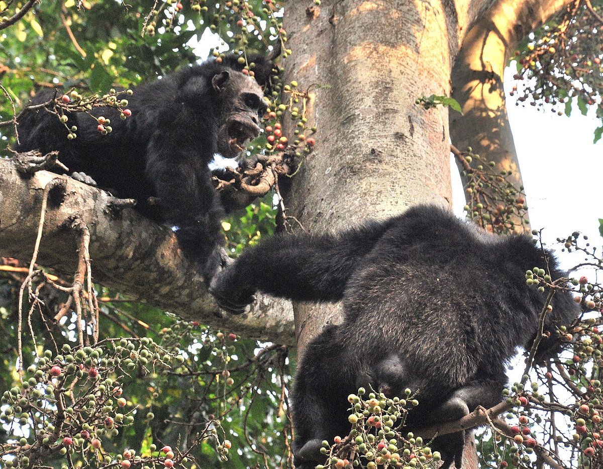The two parks are best known as important chimpanzee hubs