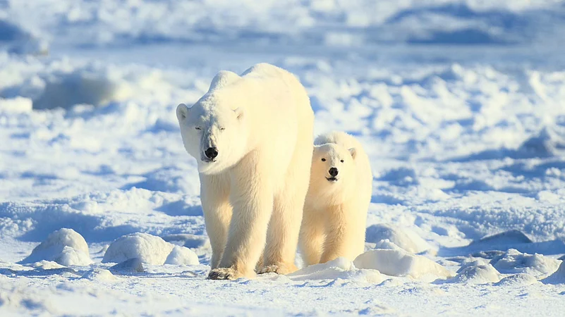 Polar bear with cubs moving across the Arctic snow