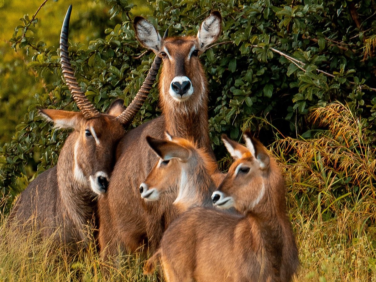 At the Ruaha National Park