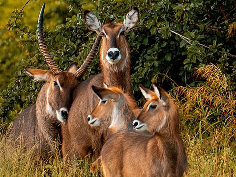 At the Ruaha National Park