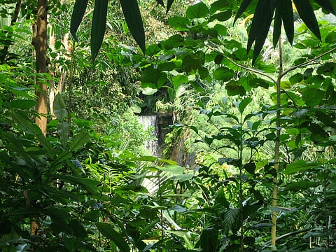 Conservation efforts have helped restore over 63 per cent of previously lost forest cover