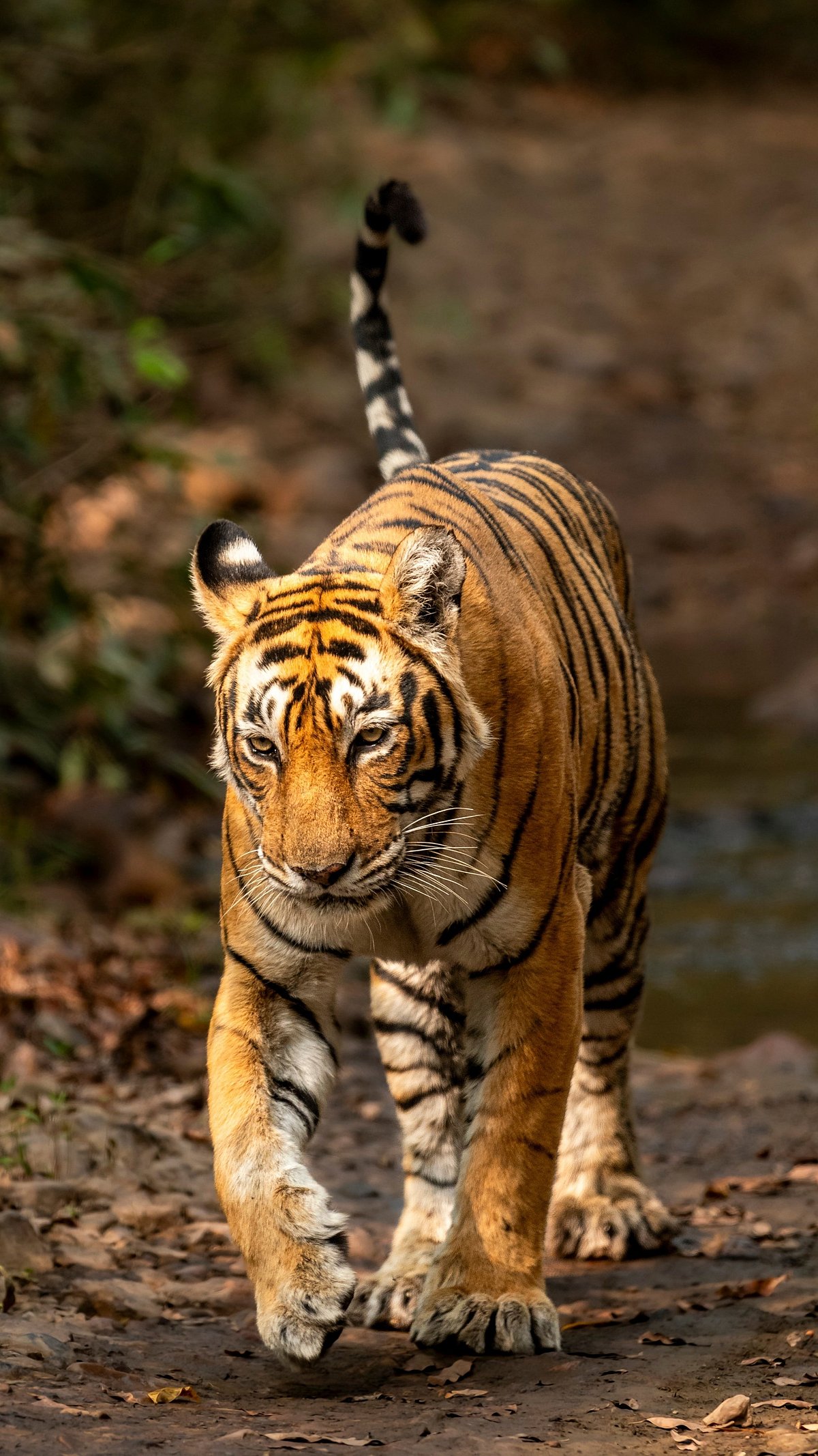 Shutterstock : A Bengal Tiger on the prowl