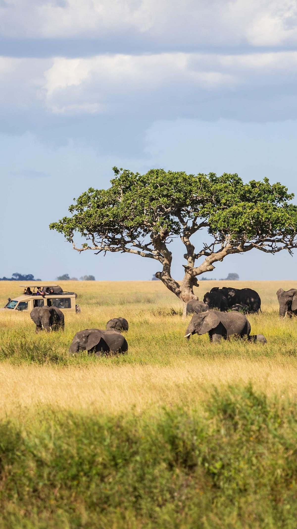 Shutterstock : Elephants grazing in Serengeti with safari vehicle in the distance