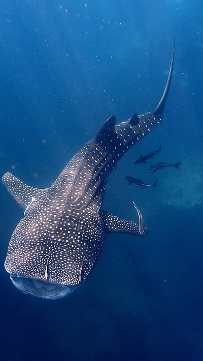 Shutterstock : Whale Shark