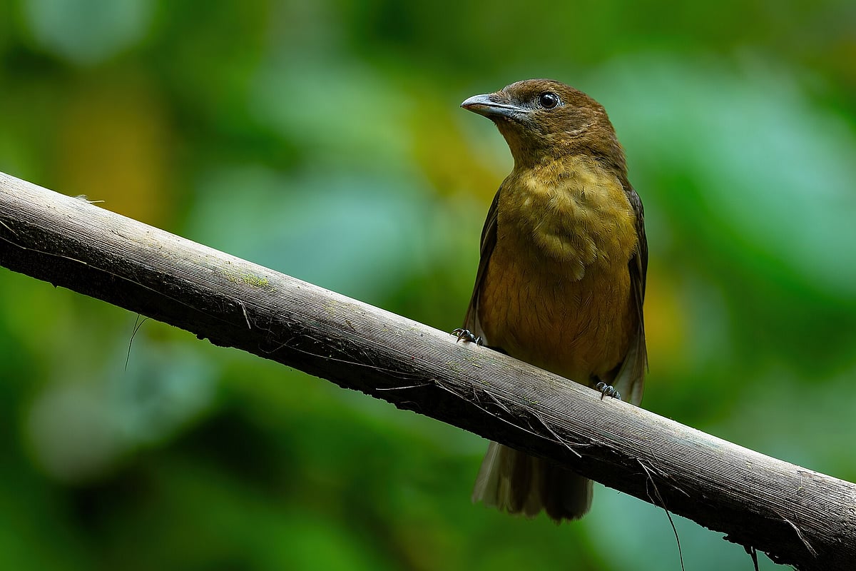A Vogelkop Bowerbird