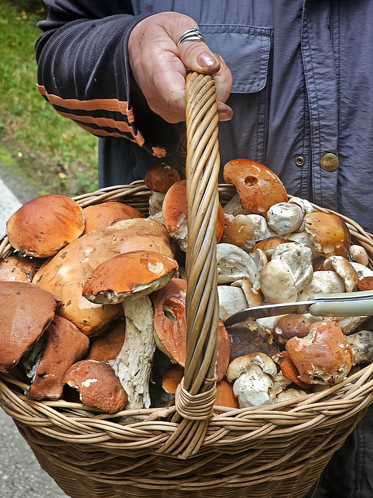 Mushroom foraging remains a cherished local Lipno tradition