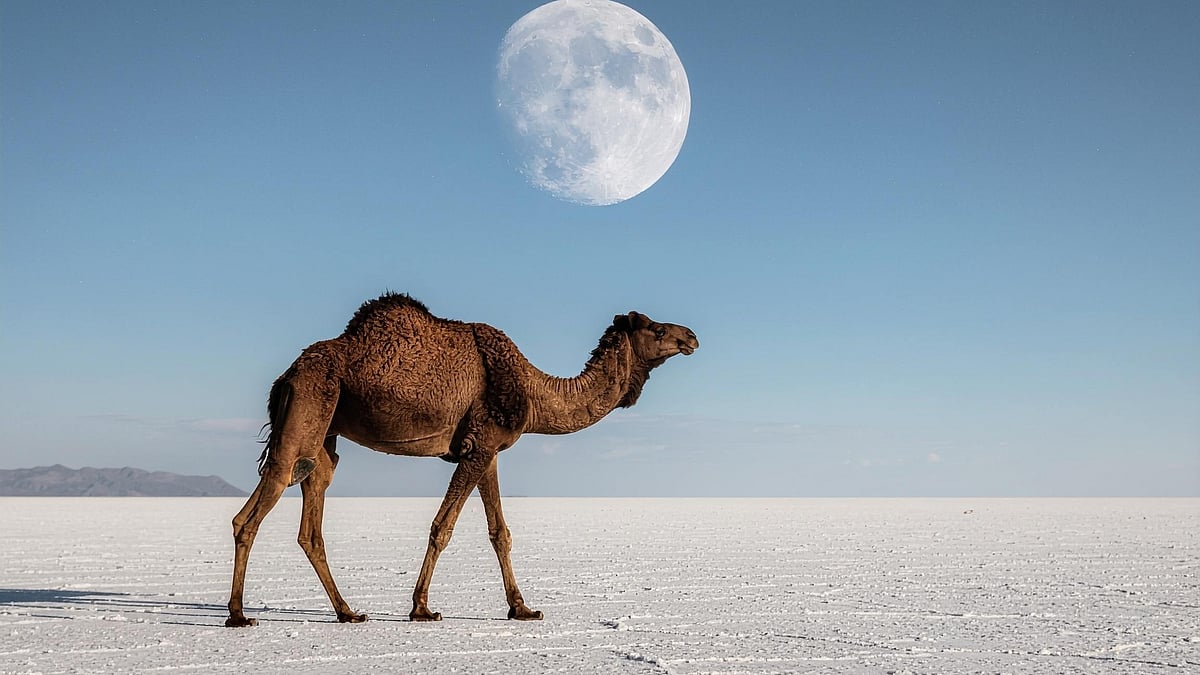 The White Rann of Kutch sparkles under moonlight across Gujarat’s vast salt desert