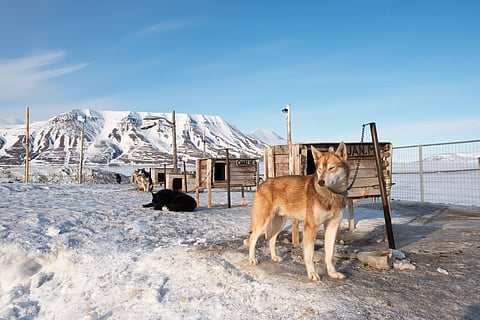 Dog sledding is one of the most favourite sports in the Arctic Longyearbyen