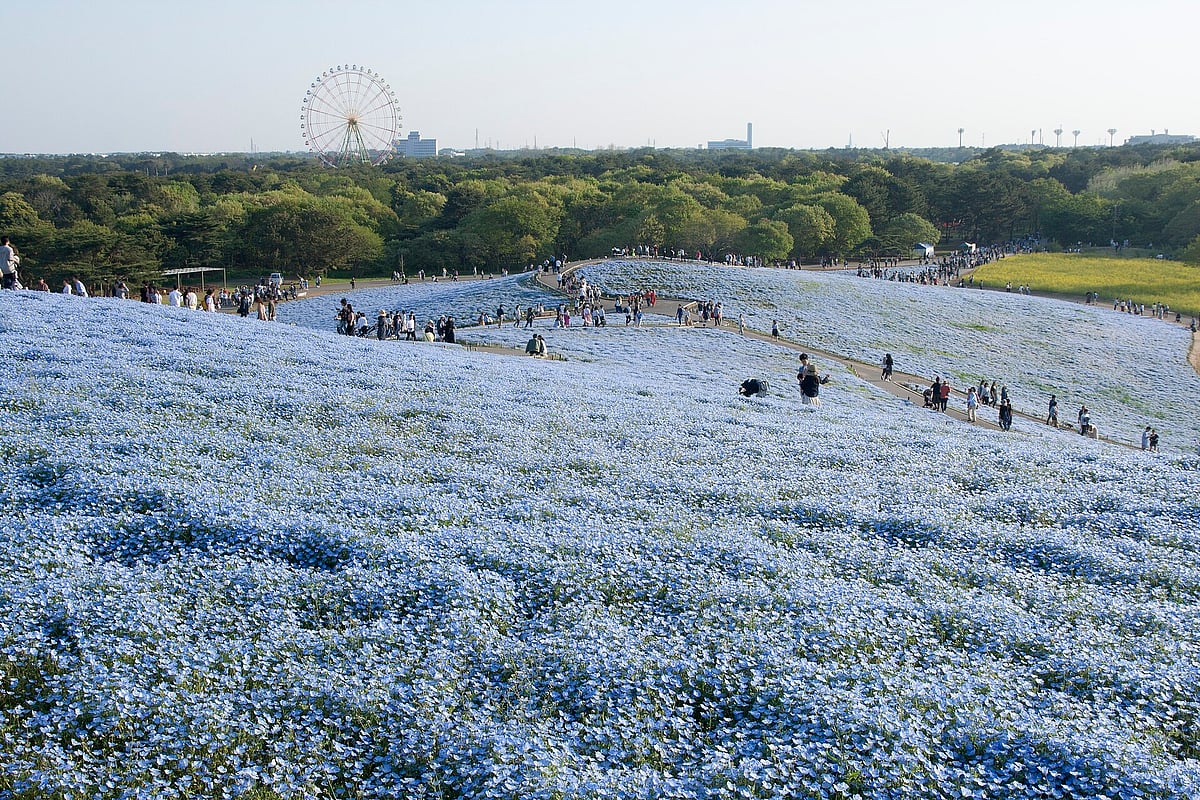 Σ64/Wiki Commons : The annual “Nemophila Harmony” event is held from mid-April to early May