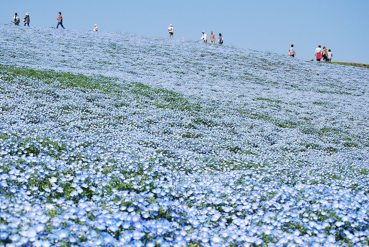 Hitachi Seaside Park is located in Hitachinaka