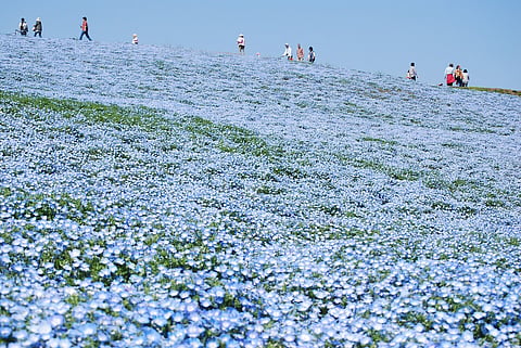 Hitachi Seaside Park is located in Hitachinaka