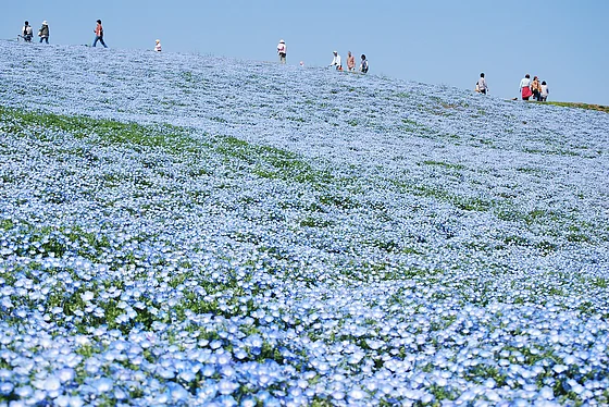 Japan Blue Roses Don’t Miss Japan’s Famous Blue Flower Fields at Hitachi Seaside Park ...