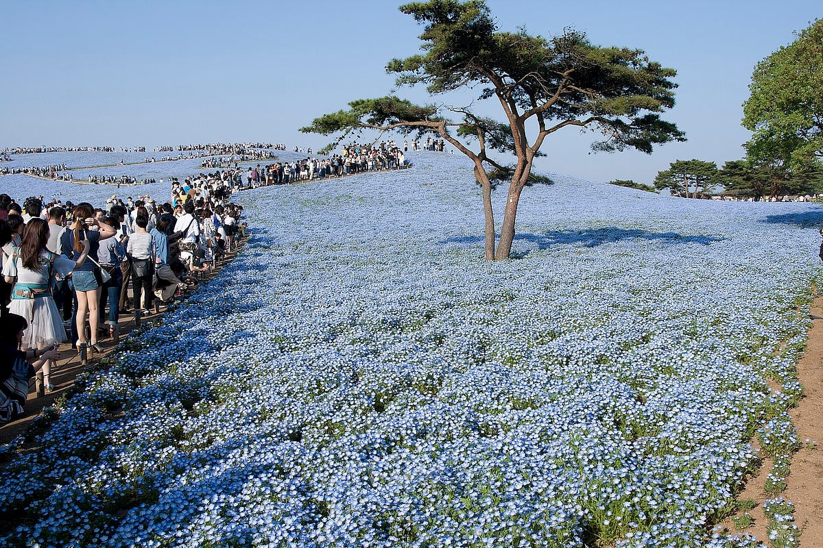 The display is formed by Nemophila, particularly the insignis blue variety