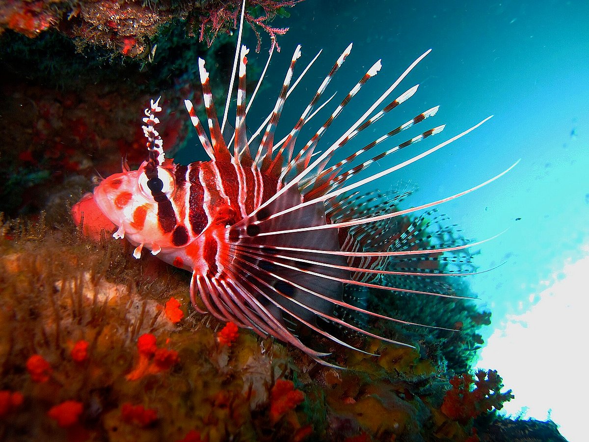 The reefs support more than 75% of known coral species and over 1,700 reef fish species
