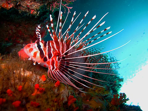The reefs support more than 75% of known coral species and over 1,700 reef fish species